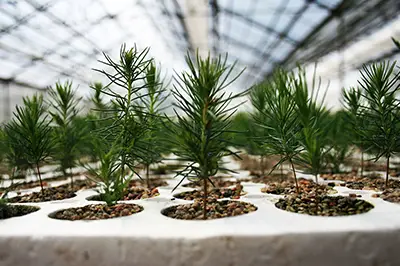 Nadelbaum Setzlinge im Hallenverkauf