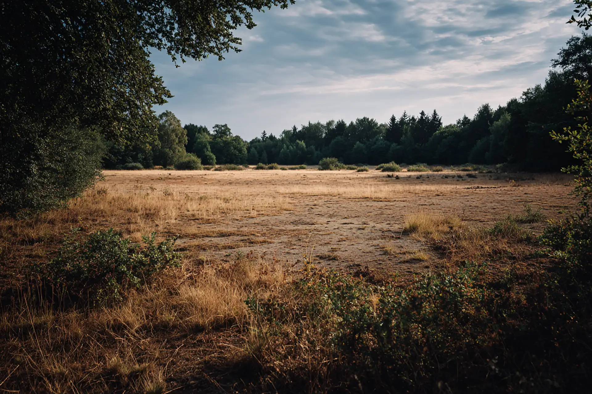 wide shot of a dry, patchy meadow next to a forest edge under harsh summer light, cracked soil and sparse vegetation visible
